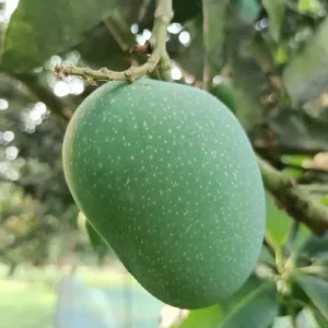 গোপালভোগ আম - 10 কেজি