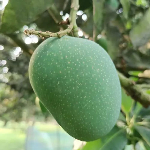 গোপালভোগ আম - 20 কেজি